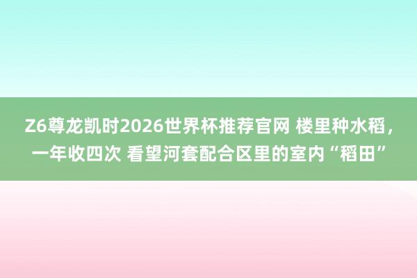 Z6尊龙凯时2026世界杯推荐官网 楼里种水稻，一年收四次 看望河套配合区里的室内“稻田”