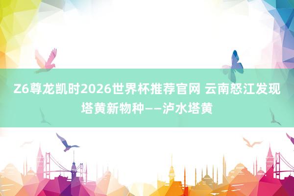 Z6尊龙凯时2026世界杯推荐官网 云南怒江发现塔黄新物种——泸水塔黄